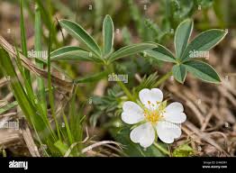 Attēlu rezultāti vaicājumam “Potentilla alba”