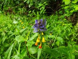 Attēlu rezultāti vaicājumam “Melampyrum nemorosum leaf”