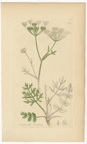 Image result for Pimpinella saxifraga