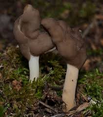 Attēlu rezultāti vaicājumam “Helvella elastica”