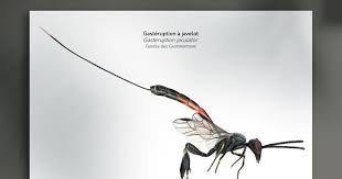 Attēlu rezultāti vaicājumam “Gasteruption jaculator imago”