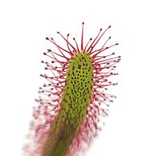 Image result for Drosera