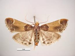 Attēlu rezultāti vaicājumam “Pyralis farinalis”