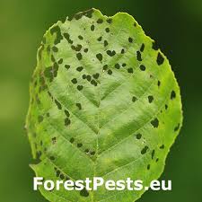 Attēlu rezultāti vaicājumam “Agelastica alni larva”