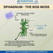 Attēlu rezultāti vaicājumam “Sphagnum sporophyte”