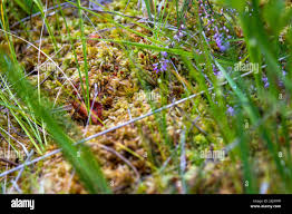 Attēlu rezultāti vaicājumam “Sphagnum fallax”