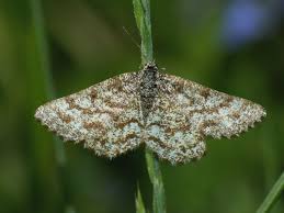 Attēlu rezultāti vaicājumam “Ematurga atomaria”