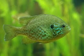 Image result for Lepomis gibbosus