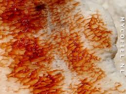 Attēlu rezultāti vaicājumam “Physisporinus sanguinolentus”