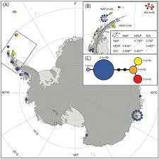 Attēlu rezultāti vaicājumam “Schistidium apocarpum stalked”