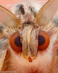 Attēlu rezultāti vaicājumam “Scapania mucronata macro”