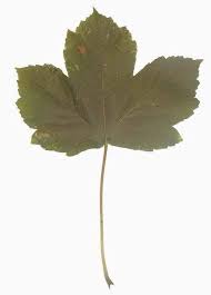 Attēlu rezultāti vaicājumam “Acer pseudoplatanus leaf”