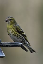 Attēlu rezultāti vaicājumam “Carduelis spinus female”