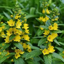 Attēlu rezultāti vaicājumam “Lysimachia punctata”