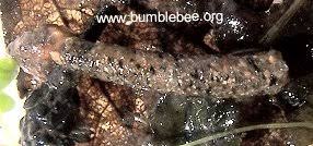 Attēlu rezultāti vaicājumam “Trichoptera egg mass”