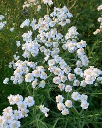 Attēlu rezultāti vaicājumam “Achillea ptarmica fruit”