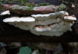 Attēlu rezultāti vaicājumam “Postia leucomallella”