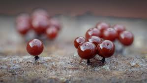 Attēlu rezultāti vaicājumam “Enerthenema papillatum”