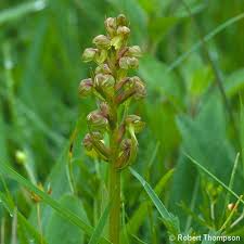Attēlu rezultāti vaicājumam “Coeloglossum viride flower”