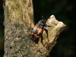 Attēlu rezultāti vaicājumam “Nicrophorus investigator”