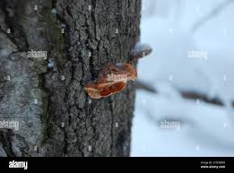 Attēlu rezultāti vaicājumam “Inonotus rheades”