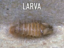 Attēlu rezultāti vaicājumam “Anthrenus sp. larva”