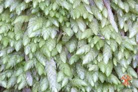 Attēlu rezultāti vaicājumam “Plagiothecium undulatum”