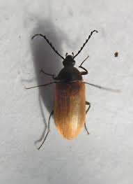 Attēlu rezultāti vaicājumam “Pseudocistela ceramboides”