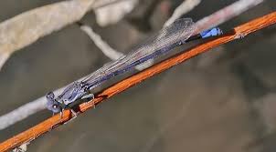 Attēlu rezultāti vaicājumam “Coenagrion armatum female”