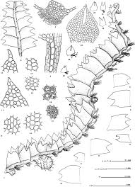 Attēlu rezultāti vaicājumam “Geocalyx graveolens”