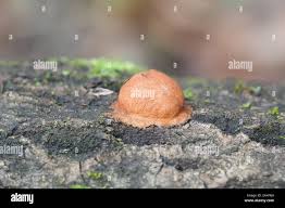 Attēlu rezultāti vaicājumam “Fuligo leviderma macro”