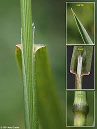 Attēlu rezultāti vaicājumam “Polymerus palustris”