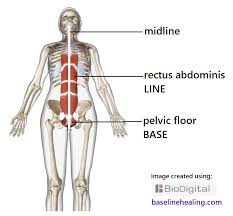 Image result for body midline