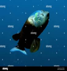 Attēlu rezultāti vaicājumam “Microstoma protracta”