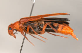 Attēlu rezultāti vaicājumam “Hylecoetus dermestoides male”