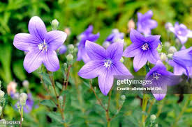 Image result for Glockenblumen