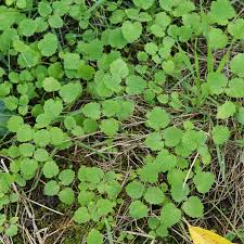 Attēlu rezultāti vaicājumam “Lamium purpureum leaf”