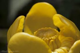 Attēlu rezultāti vaicājumam “Nuphar lutea fruit”