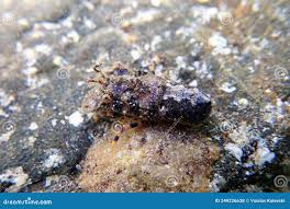 Image result for Scyllarides latus