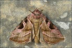 Attēlu rezultāti vaicājumam “Eucarta virgo”