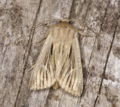 Attēlu rezultāti vaicājumam “Leucania comma”