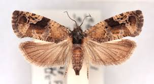 Attēlu rezultāti vaicājumam “Eudemis porphyrana”