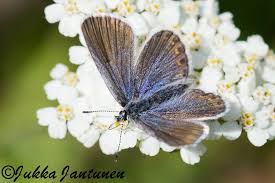 Attēlu rezultāti vaicājumam “Plebejus idas”