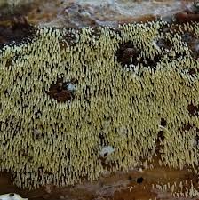 Attēlu rezultāti vaicājumam “Mucronella calva”