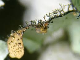 Attēlu rezultāti vaicājumam “Hypotrachyna sp.”