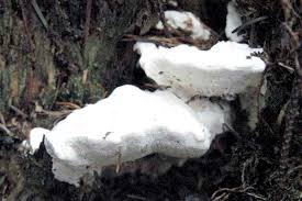 Attēlu rezultāti vaicājumam “Postia tephroleucus”