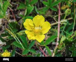 Attēlu rezultāti vaicājumam “Potentilla reptans flower”