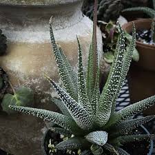 Image result for Haworthia