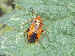 Attēlu rezultāti vaicājumam “Deraeocoris ruber”