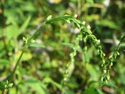 Attēlu rezultāti vaicājumam “Persicaria hydropiper leaf”